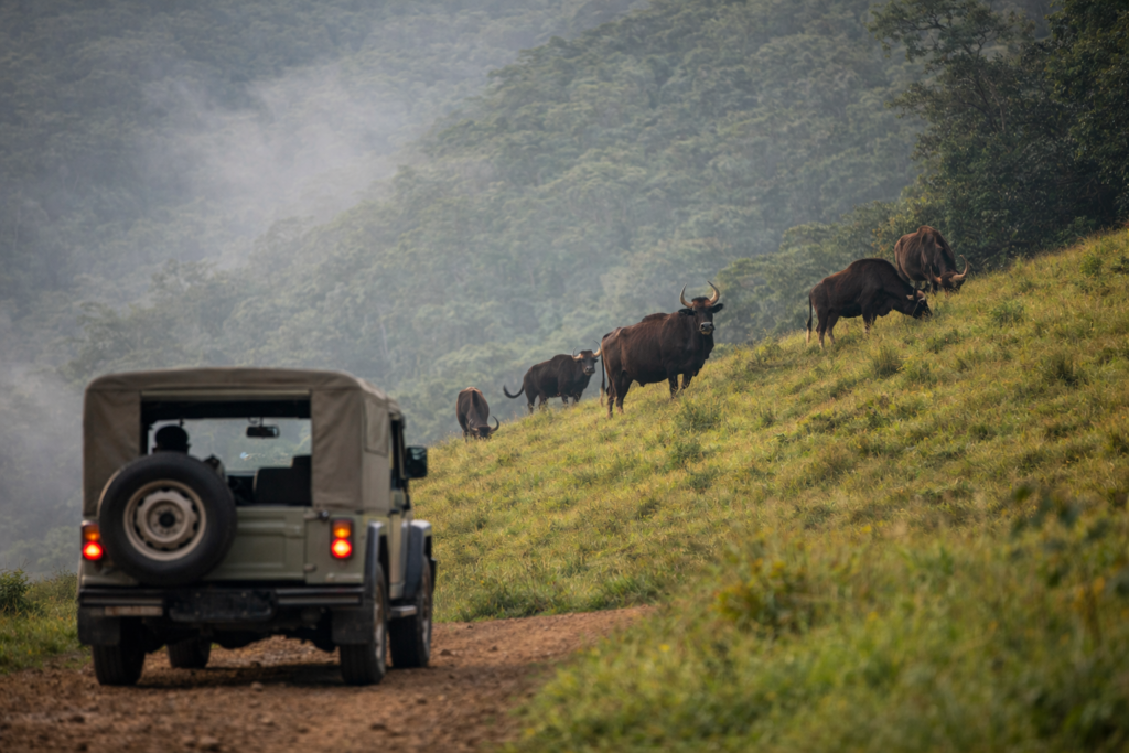 Wildlife You Might Spot on Jeep Trails ChatGPT Image Jan 9 2026 10 12 42 AM