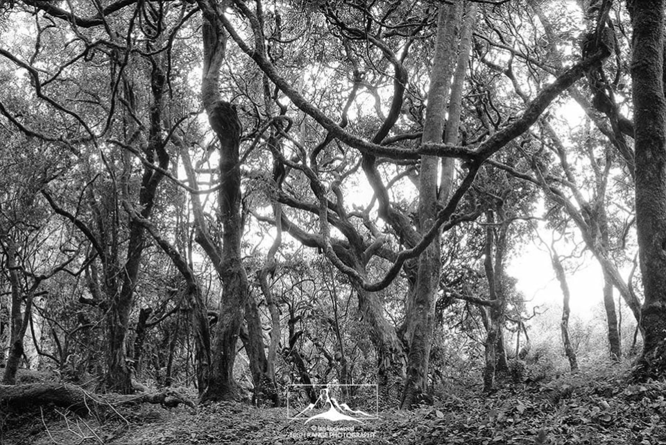 Kodaikanal Jeep Safari Folklore: Guide Stories & Shola Legends F 4