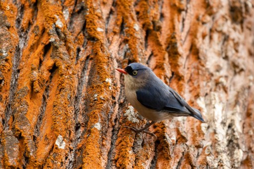 Wildlife You Might Spot on Jeep Trails a1ae5bb0 9c73 5189 9e36 292bdc04a608 1