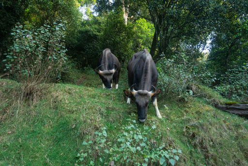 Wildlife You Might Spot on Jeep Trails a1ae5bb0 9c73 5189 9e36 292bdc04a608